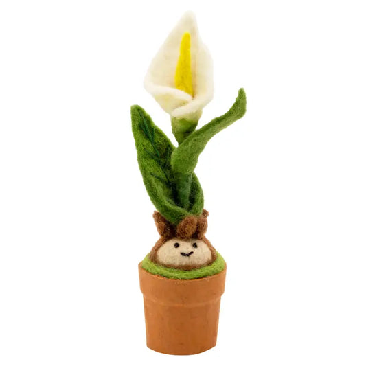 Potted Plant Calla Lily Blossom